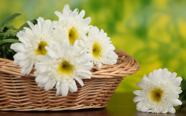 White Gerbera